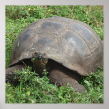 Galapagos sköldpadda affischer