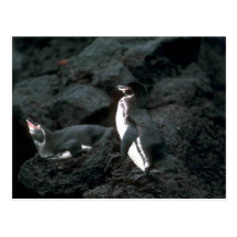 Galapagoss pingvin på Lavasten Vykort