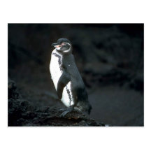 Galapagoss pingvin på Lavasten Vykort