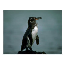 Galapagoss pingvin på Lavasten Vykort