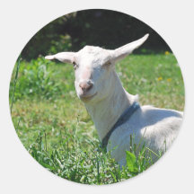 Galen Amish getklistermärke