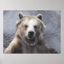 Gammal Grizzlybjörn Posters