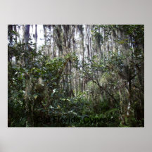 Gammala Florida Cypress Affisch