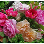Blommor