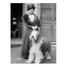 Gammalt engelska Sheepdog, 1915 Vykort
