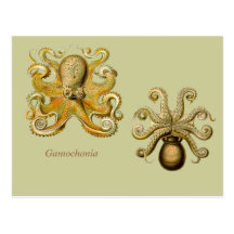 Gamochonia vågrätvykort