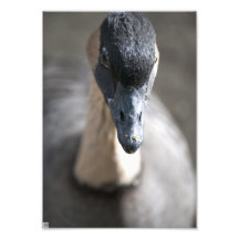 Gås Foto