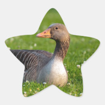Gås Klistermärke