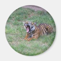 Gäspa för tiger magnet för kylskåp