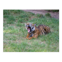 Gäspa för tiger vykort