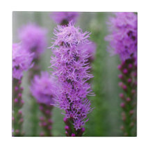 Gayfeather Kakel