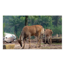 Gazelle djur zoo för vild, 羚. visit kort
