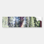General Sherman Träd Skogen Bildekaler