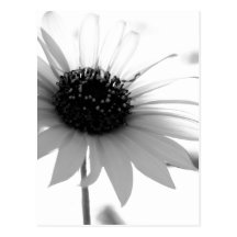 Genomskinlig BW-blomma Vykort