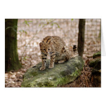Geoffroy Cat-001 kort