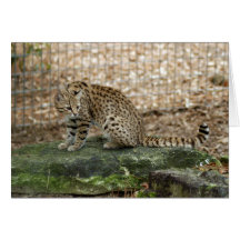 Geoffroy Cat-002 kort