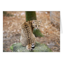 Geoffroy Cat-004 kort