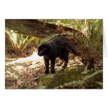 Geoffroy Cat-005 kort