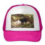 geoffroy-cat-005 trucker keps