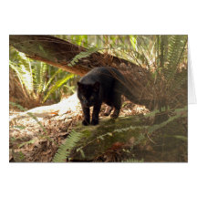 Geoffroy Cat-006 kort