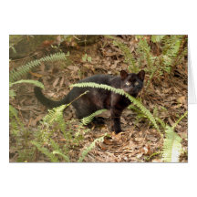 Geoffroy Cat-007 kort