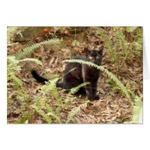 Geoffroy Cat-008 kort