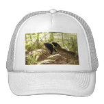 geoffroy-cat-009 baseball hat