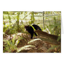 Geoffroy Cat-009 kort