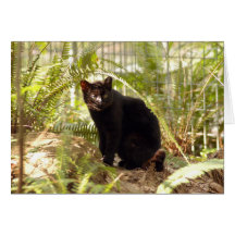 Geoffroy Cat-010 kort