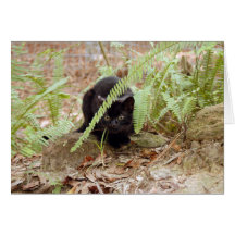 Geoffroy Cat-011 kort