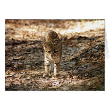 Geoffroy Cat-012 kort