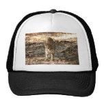 geoffroy-cat-012 trucker kepsar