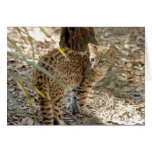 Geoffroy Cat-013 kort