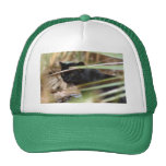 geoffroy-cat-014 baseball hat