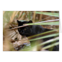 Geoffroy Cat-014 kort