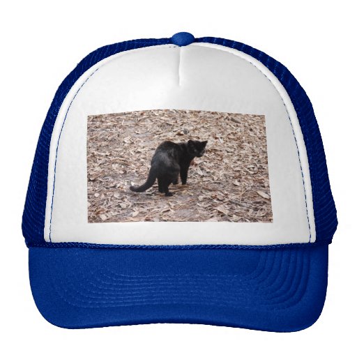 geoffroy-cat-015 kepsar