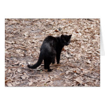 Geoffroy Cat-015 kort