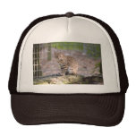 geoffroy-cat-019 trucker keps