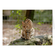 Geoffroy Cat-020 kort