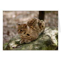 Geoffroy Cat-022 kort