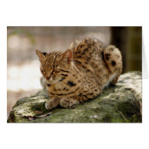 Geoffroy Cat-023 kort
