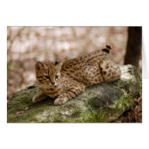 Geoffroy Cat-024 kort