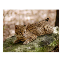 geoffroy-cat-024 vykort