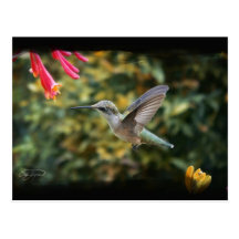 Georgia Hummingbird i sommarvykort