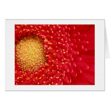 Gerber daisy hälsnings kort