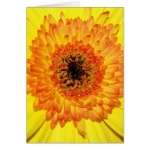 Gerber daisy kort