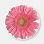 Gerber daisy kylskåpmagneter