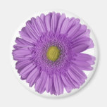 Gerber daisy kylskåps magneter