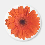 Gerber daisy magneter