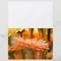 gerbera personliga flygblad